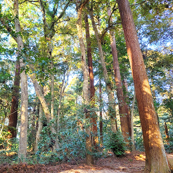 森林管理のための10の原則と基準